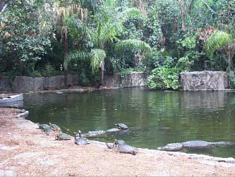 Busch Garden Crocodiles