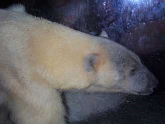 Sea Worl Polar Bears