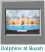 Busch Gardens Dolphins