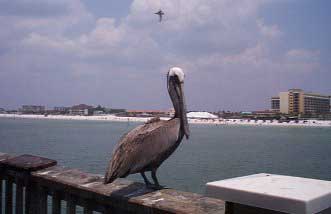 Clearwater Beach