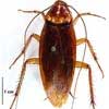 Palmetto Bug or Cucaracha (cockroach)