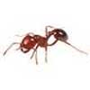 Fire Ants