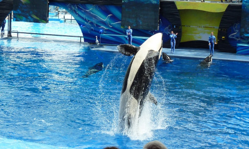 SeaWorld