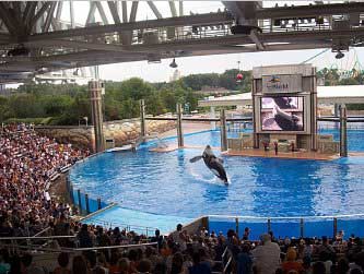 Seaworld and Shamu